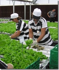 Inmates from the Land O' Lakes Detention Center harvest a crop of Rex lettuce that was hydroponically-grown in about 30 days.  The new inmate program was funded by a federal grant and food grown in the program is incorporated into the food system at the jail.  This program joins the inmate garden and the aquaculture program, all designed to both reduce taxpayer's costs of funding the jail and to teach marketable skills to the inmates.  